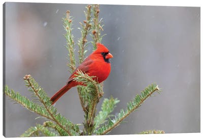 Northern Cardinal Male In Fir Tree In Snow, Marion County, Illinois. Canvas Art Print - Cardinal Art