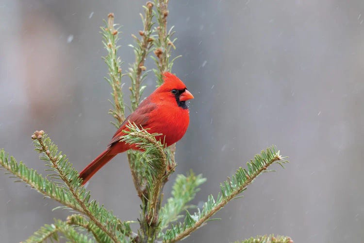 Northern Cardinal Male In Fir Tree In Snow, Marion County, Illinois.