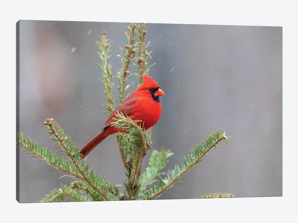 Northern Cardinal Male In Fir Tree In Snow, Marion County, Illinois. by Richard & Susan Day 1-piece Canvas Art Print