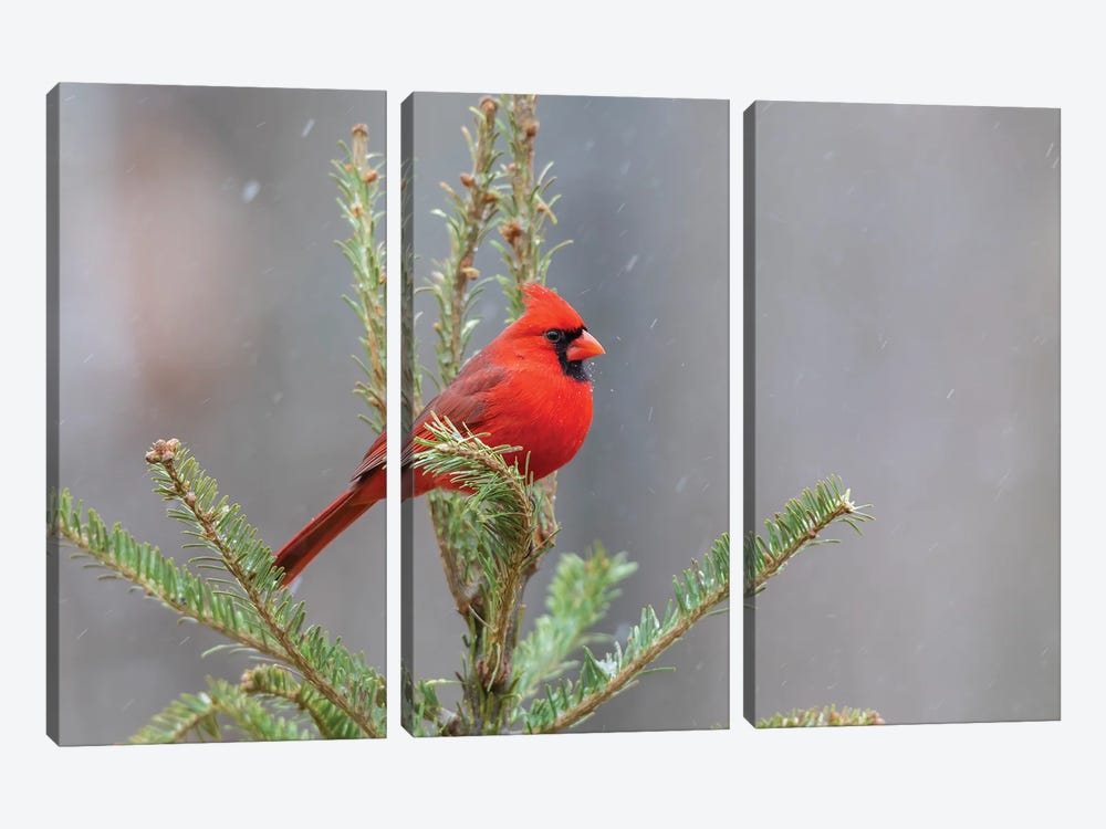 Northern Cardinal Male In Fir Tree In Snow, Marion County, Illinois. by Richard & Susan Day 3-piece Art Print