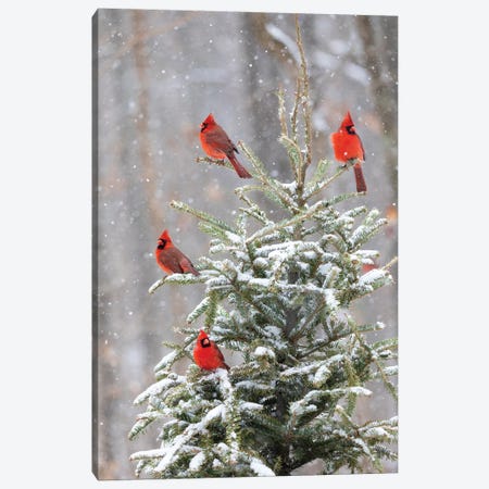 Northern Cardinal Males In Spruce Tree In Winter Snow, Marion County, Illinois. Canvas Print #RSD46} by Richard & Susan Day Canvas Art Print