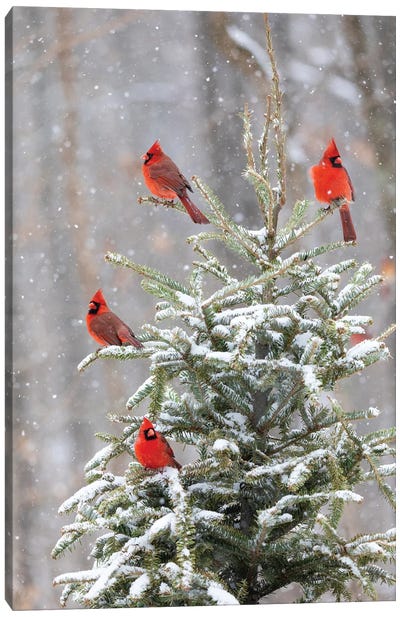 Northern Cardinal Males In Spruce Tree In Winter Snow, Marion County, Illinois. Canvas Art Print