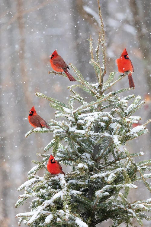 Northern Cardinal Males In Spruce Tree In Winter Snow, Marion County, Illinois.