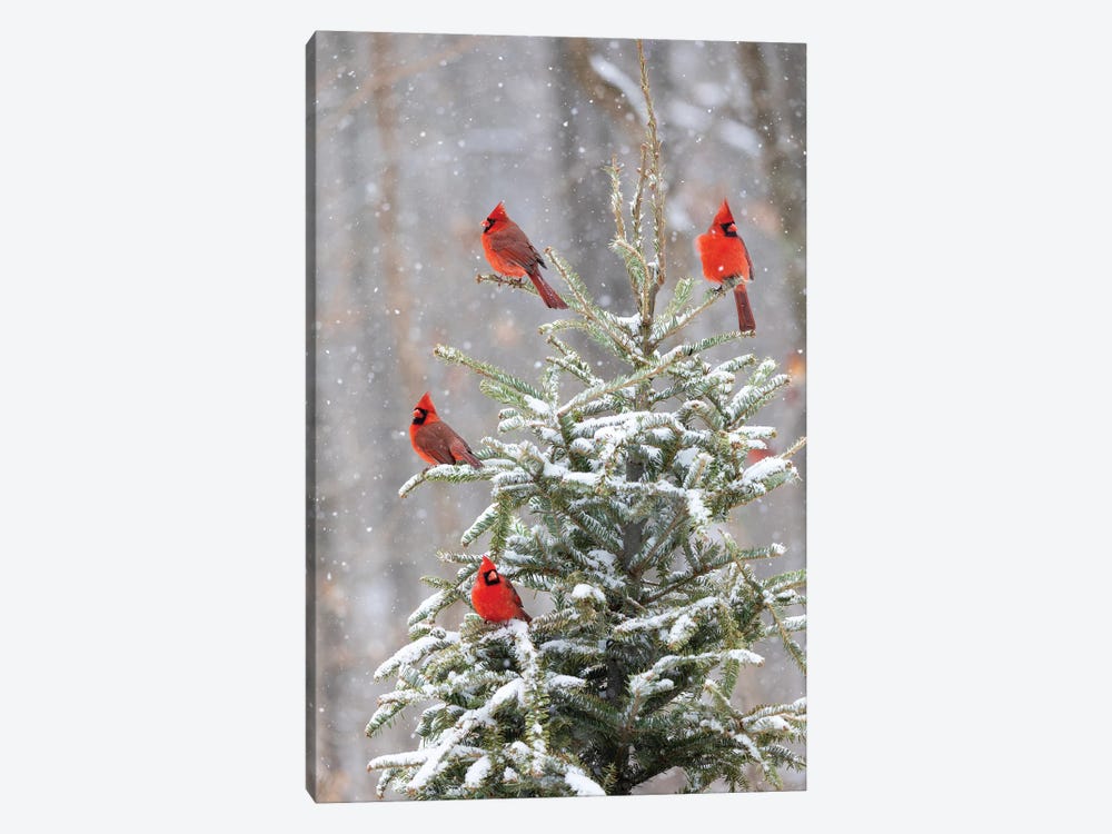Northern Cardinal Males In Spruce Tree In Winter Snow, Marion County, Illinois. by Richard & Susan Day 1-piece Canvas Wall Art