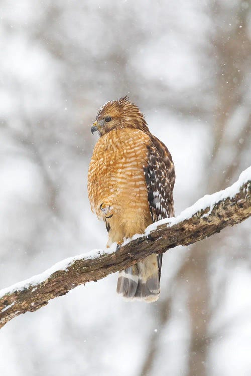 Red-Shouldered Hawk In Snow, Marion County, Illinois.