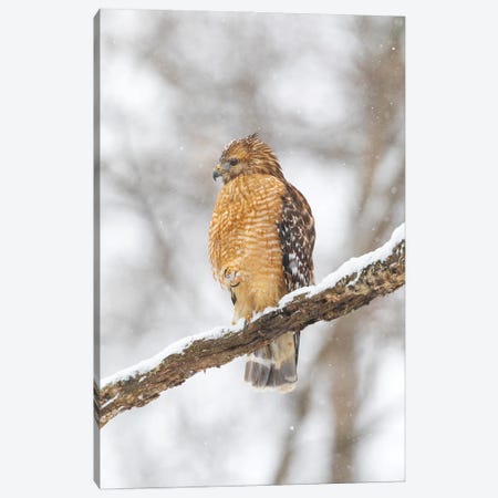Red-Shouldered Hawk In Snow, Marion County, Illinois. Canvas Print #RSD47} by Richard & Susan Day Canvas Art Print
