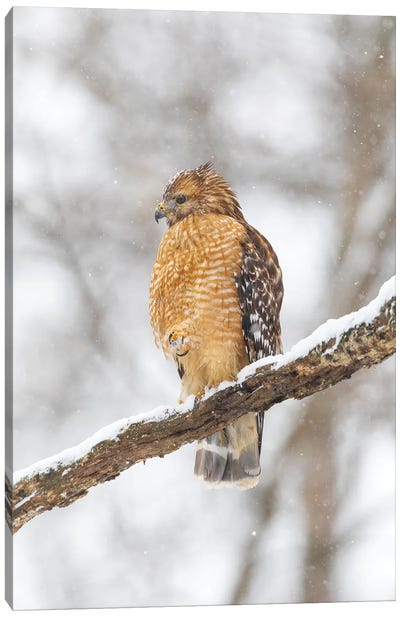Red-Shouldered Hawk In Snow, Marion County, Illinois. Canvas Art Print