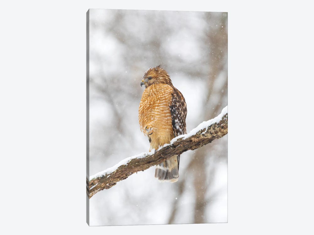 Red-Shouldered Hawk In Snow, Marion County, Illinois. by Richard & Susan Day 1-piece Canvas Art Print
