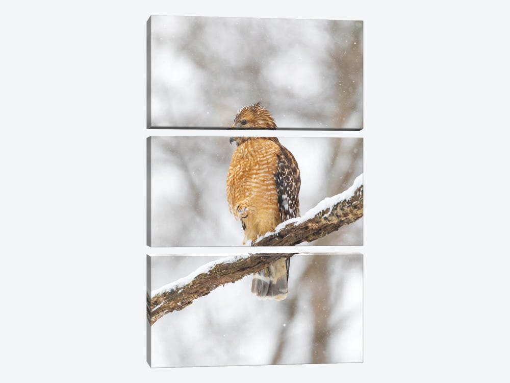 Red-Shouldered Hawk In Snow, Marion County, Illinois. by Richard & Susan Day 3-piece Canvas Art Print