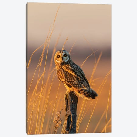 Short-Eared Owl Perched On Fence Post, Prairie Ridge State Natural Area, Marion County, Illinois. Canvas Print #RSD48} by Richard & Susan Day Canvas Wall Art