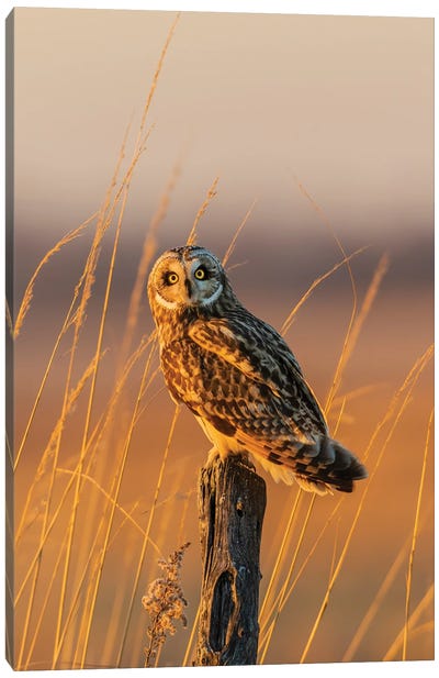 Short-Eared Owl Perched On Fence Post, Prairie Ridge State Natural Area, Marion County, Illinois. Canvas Art Print