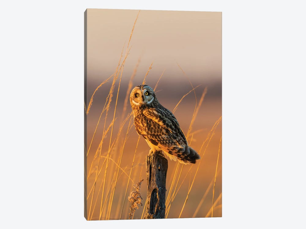 Short-Eared Owl Perched On Fence Post, Prairie Ridge State Natural Area, Marion County, Illinois. by Richard & Susan Day 1-piece Canvas Artwork
