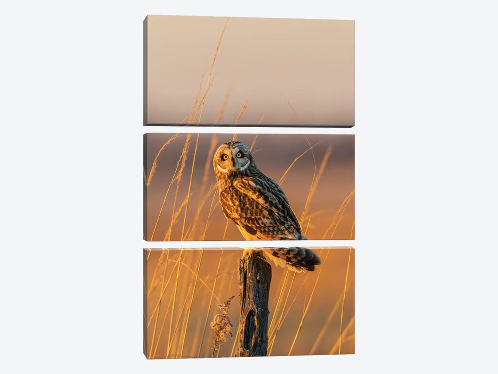 Short-Eared Owl Perched On Fence Post, Prairie Ridge State Natural Area, Marion County, Illinois. by Richard & Susan Day 3-piece Canvas Artwork