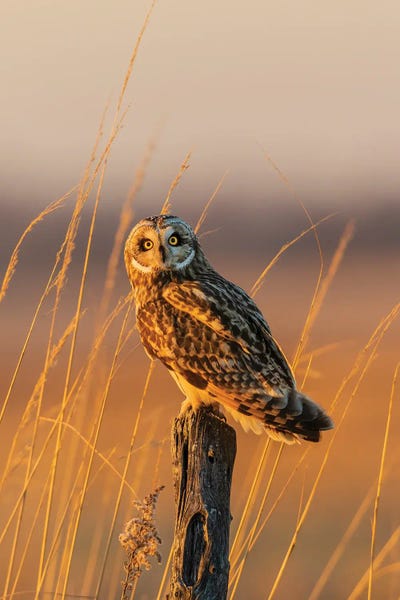 Richard & Susan Day: Short-Eared Owl Perched On Fence Post, Prairie Ridge State Natural Area, Marion County, Illinois. by Richard & Susan Day