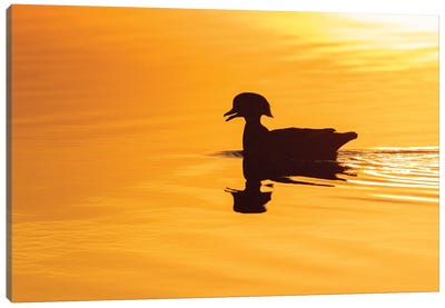 Wood Duck Male At Sunrise In Wetland, Marion County, Illinois. Canvas Art Print - Duck Art