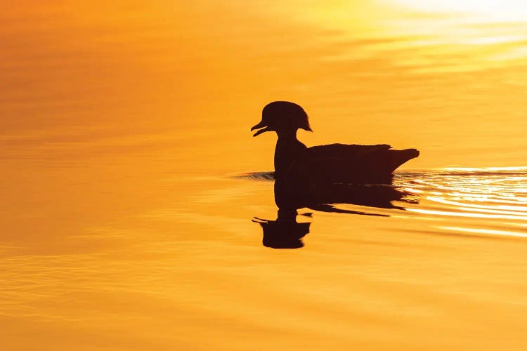 Wood Duck Male At Sunrise In Wetland, Marion County, Illinois.