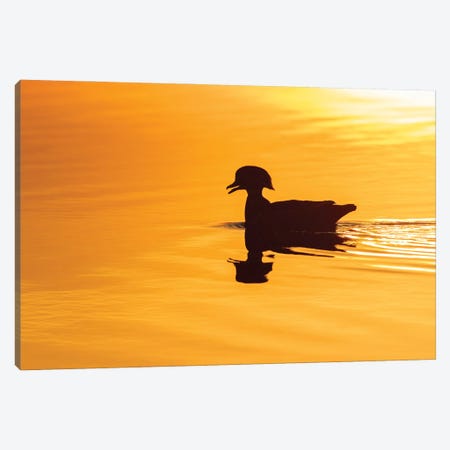 Wood Duck Male At Sunrise In Wetland, Marion County, Illinois. Canvas Print #RSD49} by Richard & Susan Day Canvas Artwork