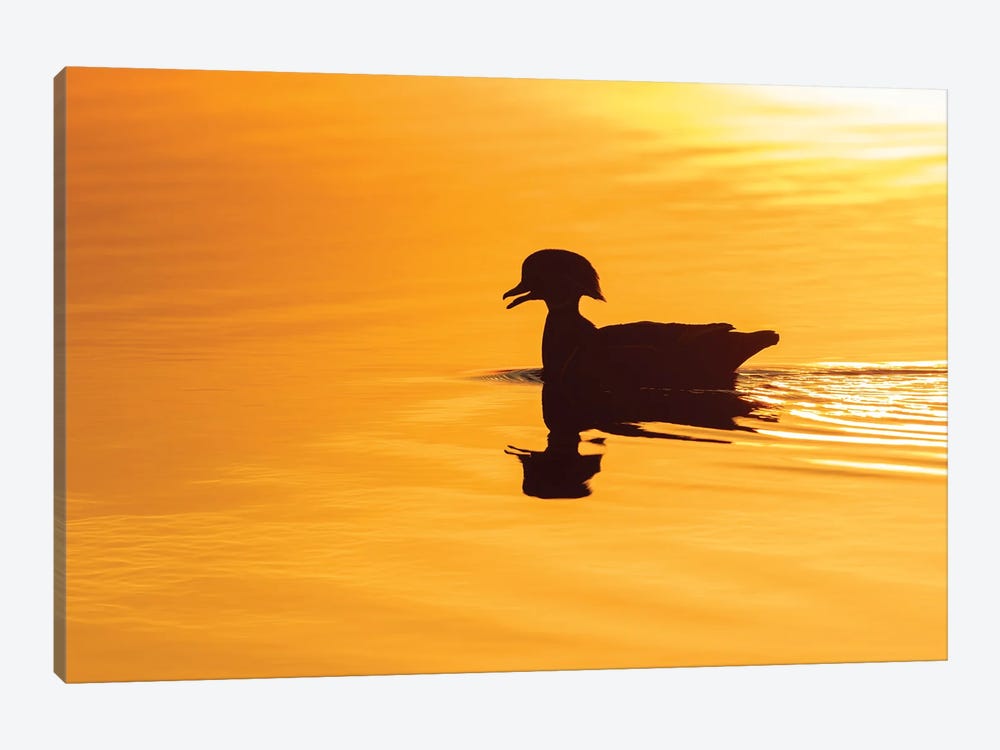 Wood Duck Male At Sunrise In Wetland, Marion County, Illinois. by Richard & Susan Day 1-piece Canvas Print