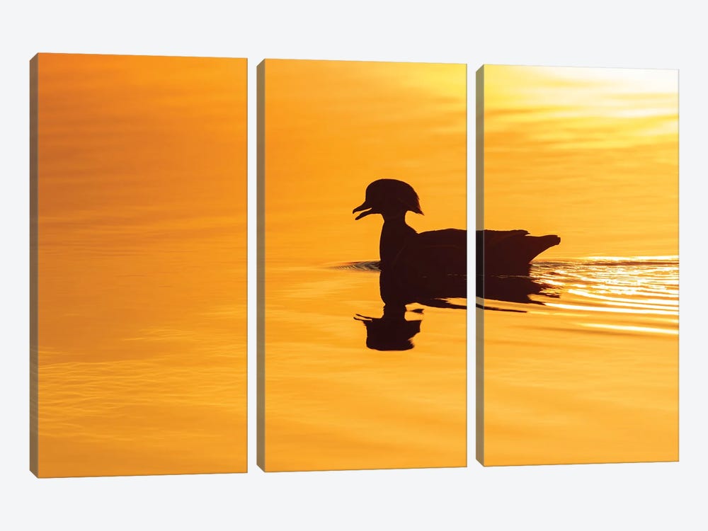 Wood Duck Male At Sunrise In Wetland, Marion County, Illinois. by Richard & Susan Day 3-piece Canvas Art Print