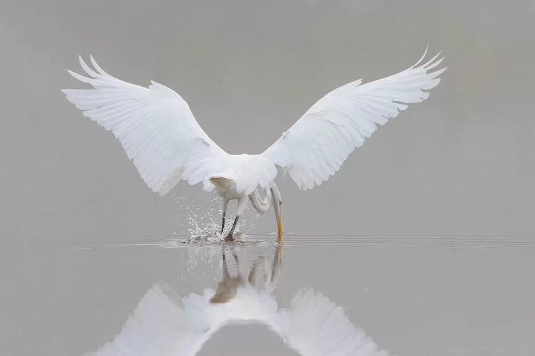 Great Egret, Ardea alba, fishing in wetland in fog, Illinois