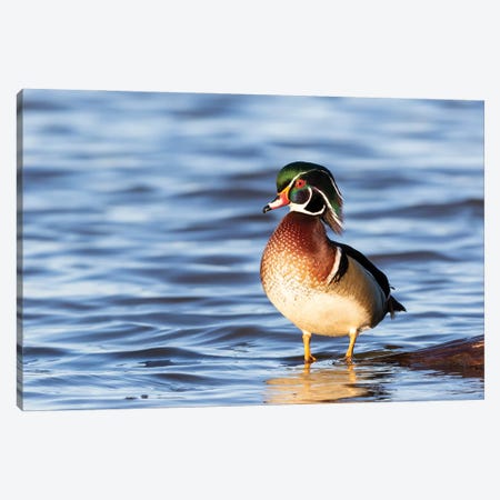 Wood Duck Male In Wetland, Marion County, Illinois. Canvas Print #RSD50} by Richard & Susan Day Canvas Print