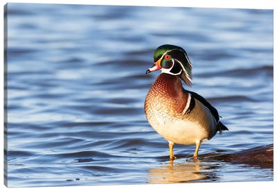 Wood Duck Male In Wetland, Marion County, Illinois. Canvas Art Print