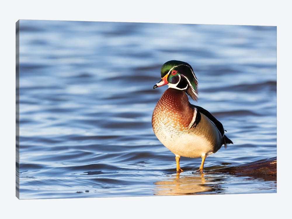Wood Duck Male In Wetland, Marion County, Illinois. by Richard & Susan Day 1-piece Canvas Art Print