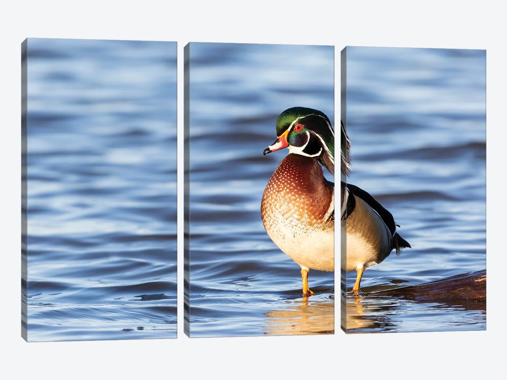 Wood Duck Male In Wetland, Marion County, Illinois. by Richard & Susan Day 3-piece Art Print