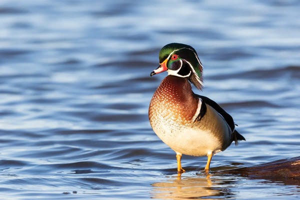Richard & Susan Day: Wood Duck Male In Wetland, Marion County, Illinois. by Richard & Susan Day