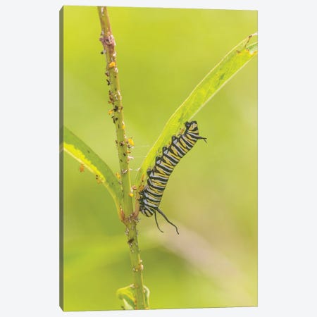 Monarch Caterpillar Feeding On Swamp Milkweed, Marion County, Illinois. Canvas Print #RSD52} by Richard & Susan Day Art Print