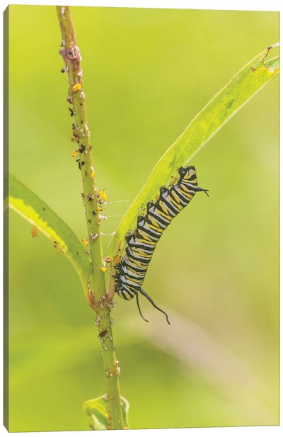 Monarch Caterpillar Feeding On Swamp Milkweed, Marion County, Illinois. Canvas Art Print