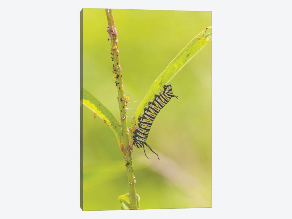 Monarch Caterpillar Feeding On Swamp Milkweed, Marion County, Illinois. by Richard & Susan Day 1-piece Art Print