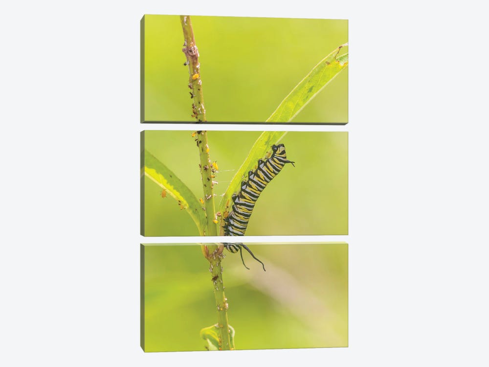 Monarch Caterpillar Feeding On Swamp Milkweed, Marion County, Illinois. by Richard & Susan Day 3-piece Canvas Art Print