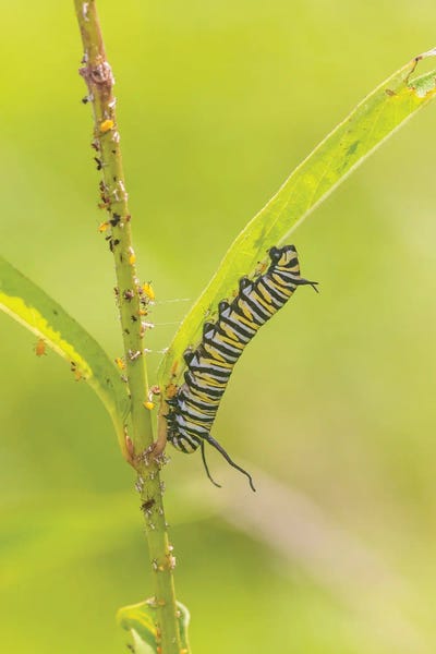 Richard & Susan Day: Monarch Caterpillar Feeding On Swamp Milkweed, Marion County, Illinois. by Richard & Susan Day