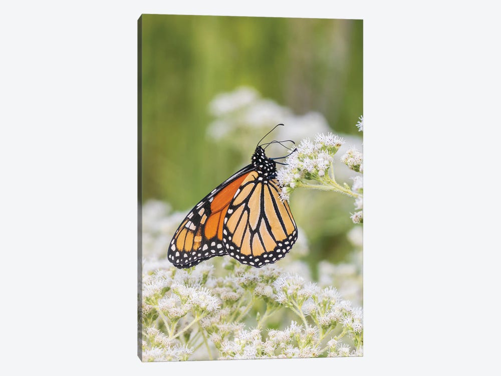 Monarch On Common Boneset, Marion County, Illinois. by Richard & Susan Day 1-piece Canvas Wall Art