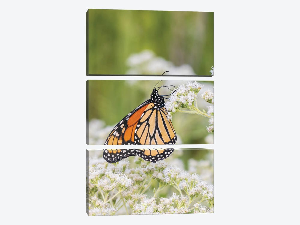 Monarch On Common Boneset, Marion County, Illinois. by Richard & Susan Day 3-piece Canvas Wall Art