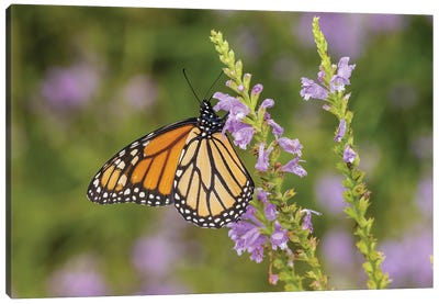 Monarch On Obedient Plant. Lawrence County, Illinois Canvas Art Print - Celery