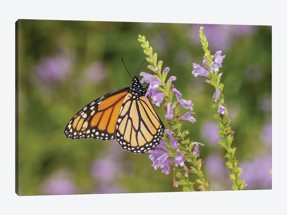 Monarch On Obedient Plant. Lawrence County, Illinois by Richard & Susan Day 1-piece Canvas Art Print