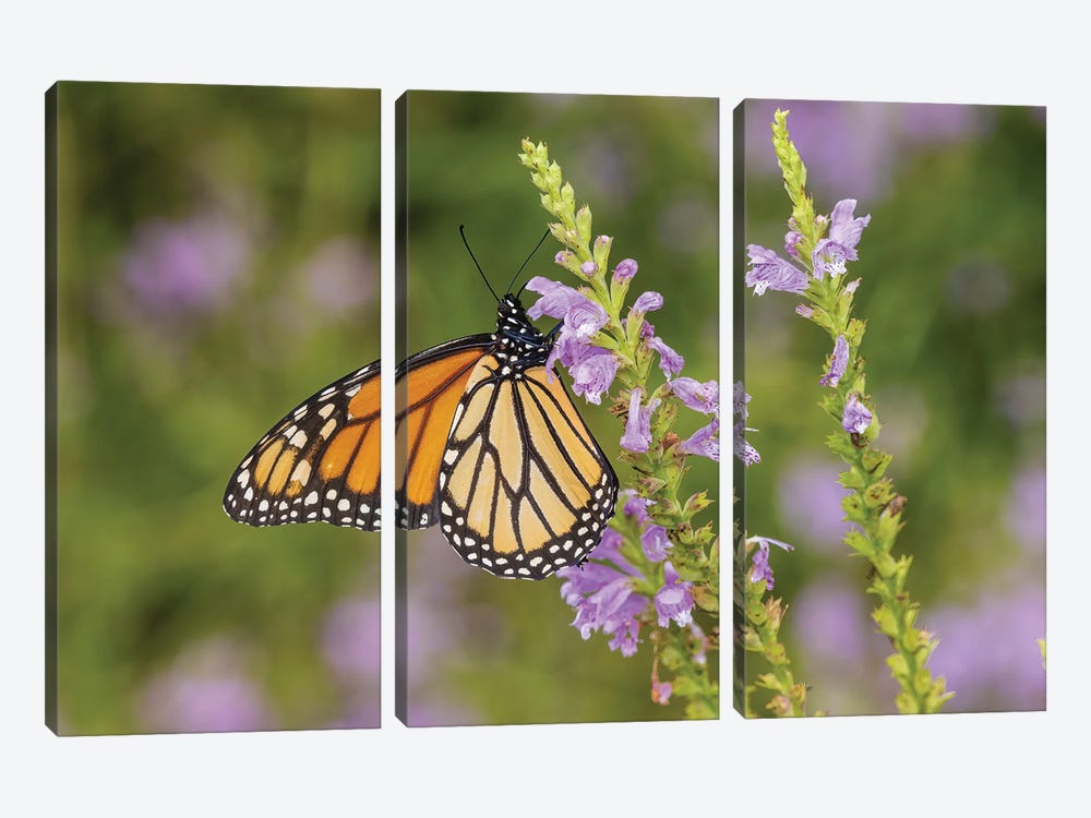 Monarch On Obedient Plant. Lawrence County, Illinois by Richard & Susan Day 3-piece Art Print