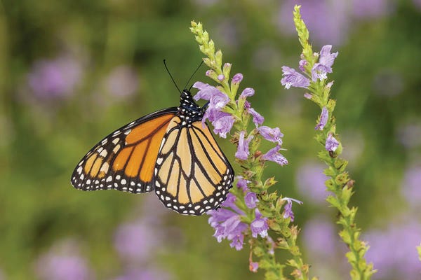 Richard & Susan Day: Monarch On Obedient Plant. Lawrence County, Illinois by Richard & Susan Day
