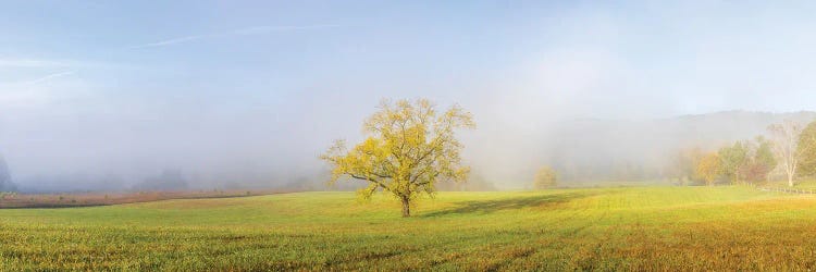 Walnut Tree In Fall And Fog Cades Cove, Great Smoky Mountains National Park, Tennessee.