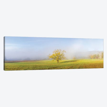 Walnut Tree In Fall And Fog Cades Cove, Great Smoky Mountains National Park, Tennessee. Canvas Print #RSD55} by Richard & Susan Day Canvas Wall Art