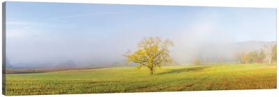 Walnut Tree In Fall And Fog Cades Cove, Great Smoky Mountains National Park, Tennessee. Canvas Art Print