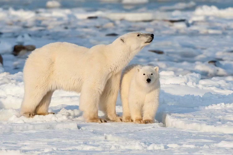 Polar Bear Mother And Cub Near Hudson Bay In Churchill Wildlife Management Area, Churchill, Mb Canada