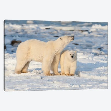 Polar Bear Mother And Cub Near Hudson Bay In Churchill Wildlife Management Area, Churchill, Mb Canada Canvas Print #RSD7} by Richard & Susan Day Art Print