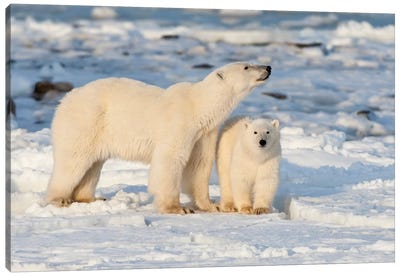 Polar Bear Mother And Cub Near Hudson Bay In Churchill Wildlife Management Area, Churchill, Mb Canada Canvas Art Print