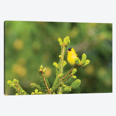 American Goldfinch (Spinus tristis) male in spruce tree, Marion County, Illinois Canvas Print #RSD8} by Richard & Susan Day Canvas Art