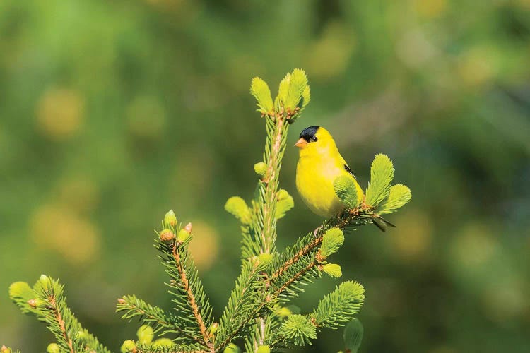 American Goldfinch (Spinus tristis) male in spruce tree, Marion County, Illinois