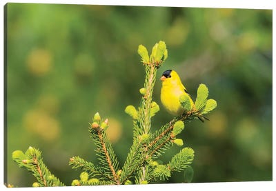 American Goldfinch (Spinus tristis) male in spruce tree, Marion County, Illinois Canvas Art Print