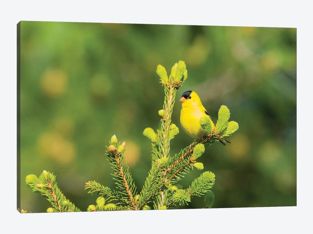 American Goldfinch (Spinus tristis) male in spruce tree, Marion County, Illinois by Richard & Susan Day 1-piece Canvas Wall Art